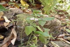 Andrographis ovata